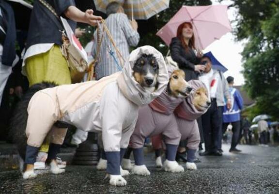 　三重県伊勢市で、雨具を着せられ並ぶ犬＝６月