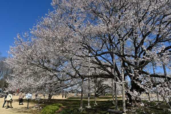 花見客を圧倒する淡墨桜