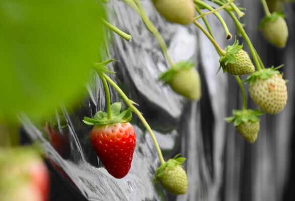 赤く色付き始めた今シーズンのイチゴ