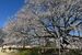 花見客を圧倒する淡墨桜