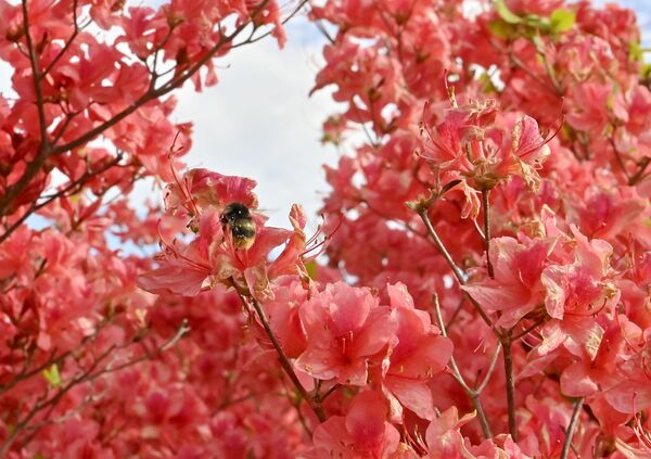 色鮮やかに咲く八方ケ原のツツジ＝４日午前６時50分、矢板市下伊佐野