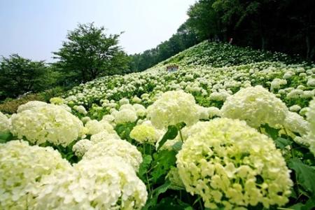 　わんダフルネイチャーヴィレッジで咲く約３千株の純白のアジサイ＝東京都あきる野市（提供写真）