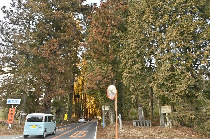 例幣使街道の杉並木始点。街道の傍らに寄進碑が立つ＝１月22日、日光市小倉