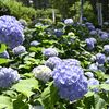 アジサイ涼しげに梅雨彩る　芳賀天満宮で見頃
