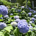 アジサイ涼しげに梅雨彩る 芳賀天満宮で見頃