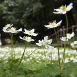 野木神社でニリンソウ見頃　かれんな白い花、観光客やカメラマンに癒やし