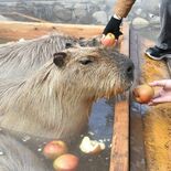那須どうぶつ王国でカピバラのリンゴ風呂　旺盛な食欲は「医者いらず」？　…