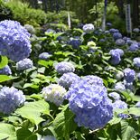 アジサイ涼しげに梅雨彩る　芳賀天満宮で見頃