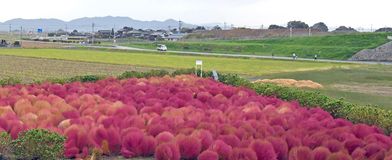 コキア見頃　 小山