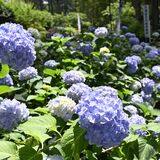 アジサイ涼しげに梅雨彩る 芳賀天満宮で見頃