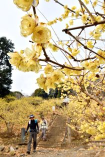 ロウバイの花が見頃　栃木
