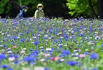 セントーレアが開花　壬生・わんぱく公園