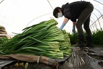 冬ニラ一番刈り最盛期