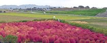 コキア見頃　 小山