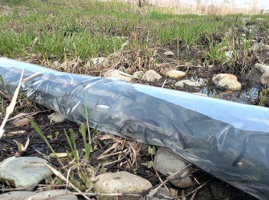 ビニールホースで放流される稚アユ