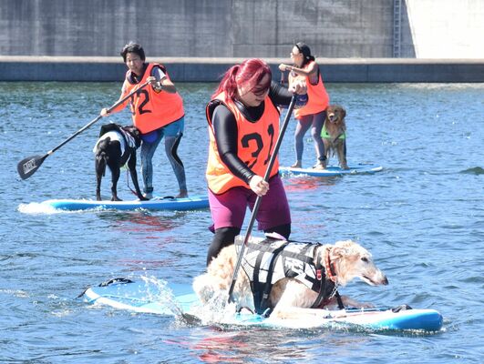 愛犬を乗せて懸命にパドルを漕ぐ出場者