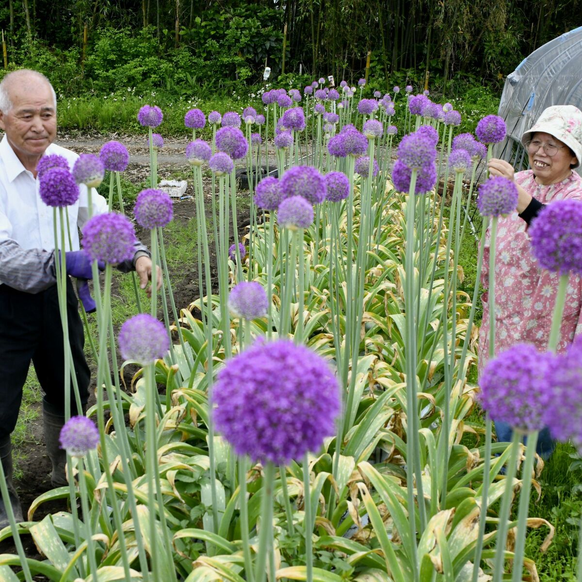 咲き誇る球状のユニークな紫色の花 さくらの大森さん方でギガンチウム