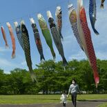 佐野で４年ぶり鯉来まつり　こいのぼり40匹が空泳ぐ