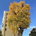 宇都宮の「大いちょう」鮮やかな黄色に　空襲生き抜いたシンボル　戦後80…