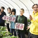 日光の若者農業体験プログラムでイチゴを収穫 7日のイベント「0フェス」で販売