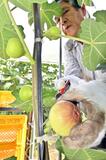 丹精込めた実 つややか