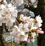 宇都宮で桜開花