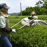 大田原で一番茶の茶摘み始まる　高齢化などで初の機械摘み