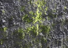植物の生育を確認