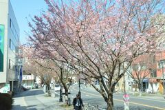 小山で思川桜が開花　駅前すでに四分咲き、春の色濃く