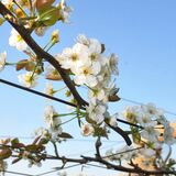 山あい染めるかれんな白　鹿沼でナシの花満開