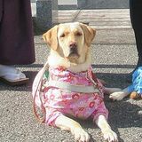 盲導犬協会に37万円寄付　特別御朱印頒布の一部　宇都宮の今泉八坂神社