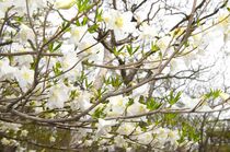 ゴヨウツツジが見頃　那須