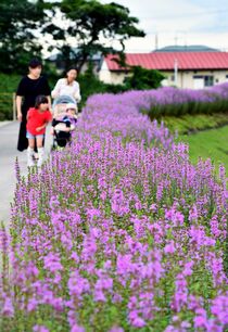 大田原でミソハギ見頃