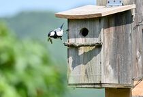 今年もシジュウカラ営巣