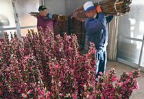 那珂川でハナモモ出荷が最盛期