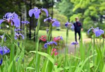 ナスヒオウギアヤメ見頃　日光