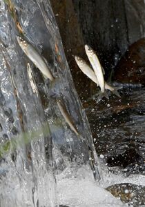稚アユの遡上　那須烏山