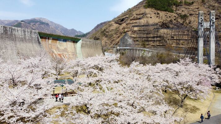 かつての足尾銅山の煙害で荒れた山肌を彩る銅親水公園の桜＝11日午前11時55分、日光市足尾町、ドローンから