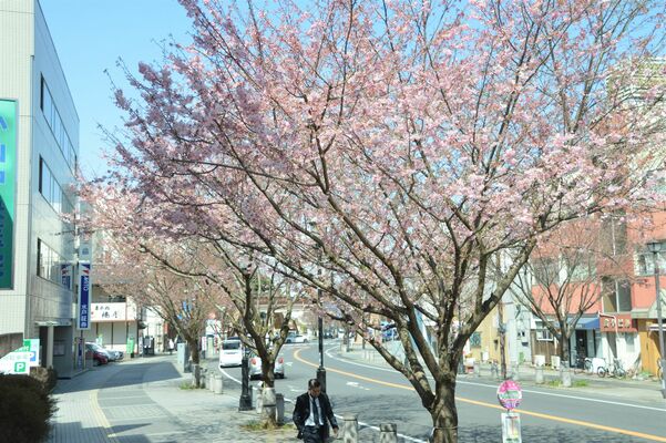 祇園城通りを彩る思川桜