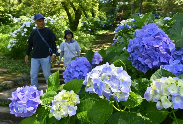烏ケ森公園内を彩るアジサイ