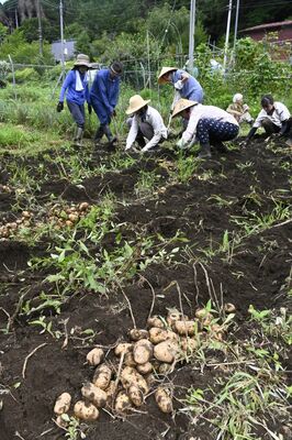 「舟石芋」の収穫に汗を流す参加者たち
