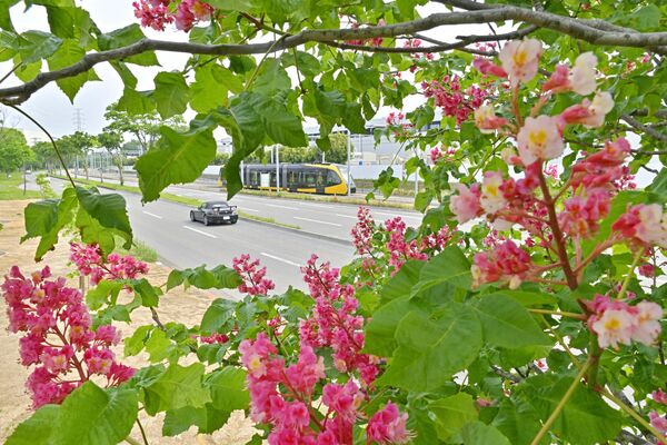 LRTが行き交うそばで咲くベニバナトチノキの花=14日午前8時55分、宇都宮市清原工業団地