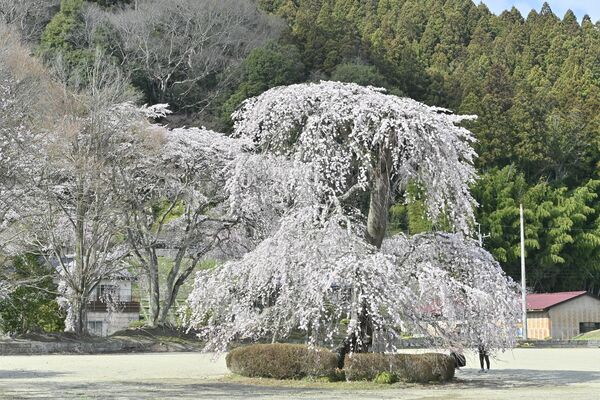 那須町・伊王野小のシダレザクラは満開＝７日午後