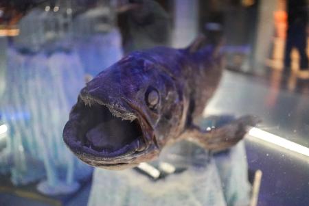 　沼津港深海水族館で見ることができる、シーラカンスの冷凍個体＝筆者提供