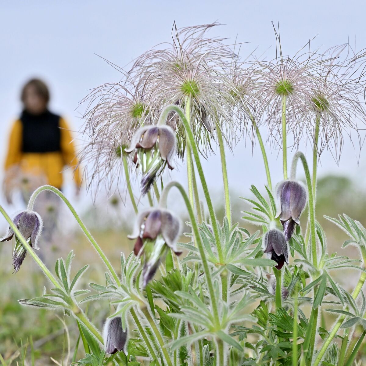 み*な様 国内野生絶滅　ナルトオウギ　山野草　豆科 み*な様 国内野生絶滅 ナルトオウギ 山野草 豆科 国内野生絶滅
