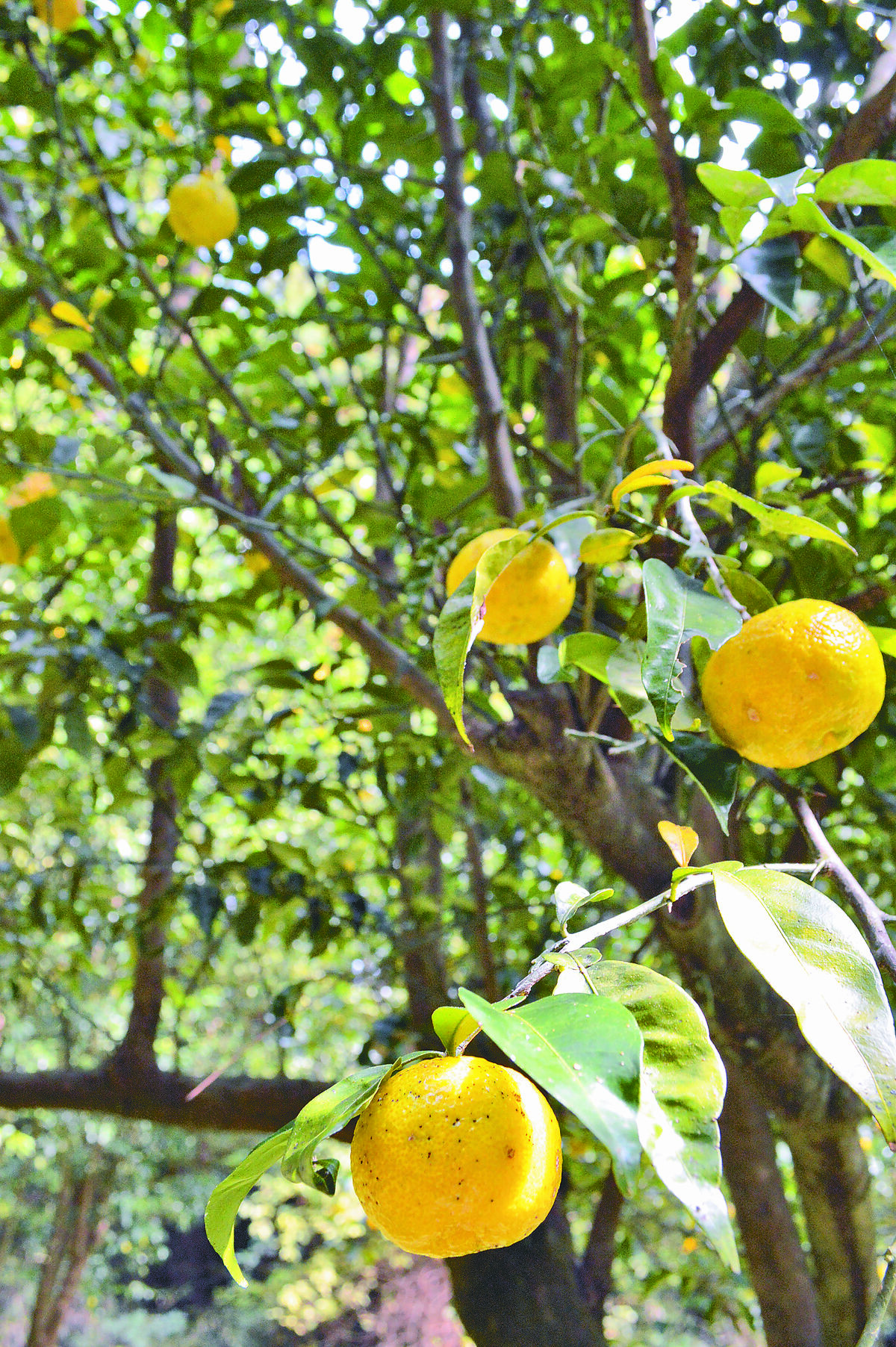 ゆずゆ＊プロフ一読お願い致します＊様専用ページ ゆず☆プロフ必読