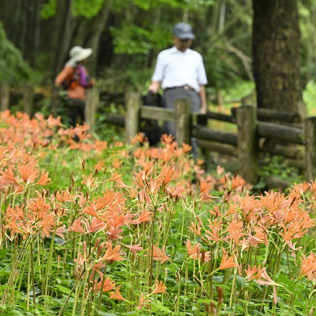 斜面彩るオレンジ色の花 みかも山公園でキツネノカミソリ見頃｜県内