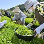 那珂川の茶畑で初摘み　新緑まぶしい山あ…
