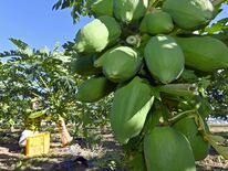 青パパイアの収穫最盛期　佐野、栽培４年「昨年よりも大きい実」【動画】