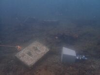 セルロースを活用した藻場造成の実証試験 散布効果により藻場再生に有効性